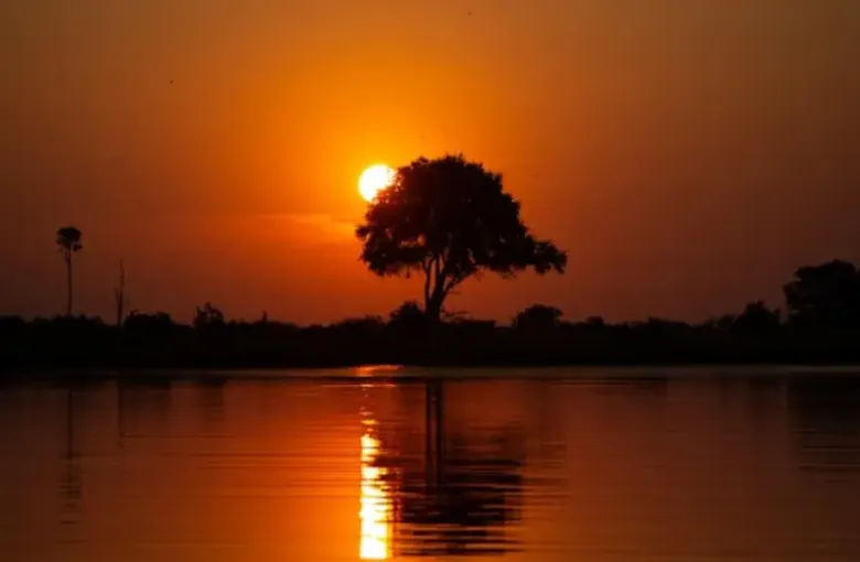 A lone tree silhouetted against a red sunset reflected in still water.