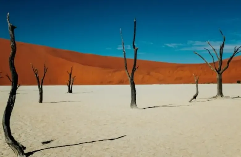 Dead camelthorn trees standing on the white clay pan of Deadvlei below a red dune.