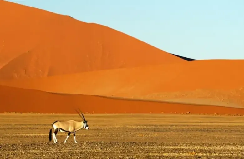 A lone oryx walks across pale grass at the foot of a towering red sand dune.