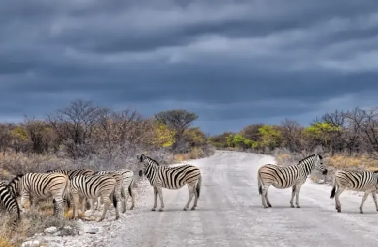 A group of zebra crossing a gravel park road beneath a heavy gray sky.