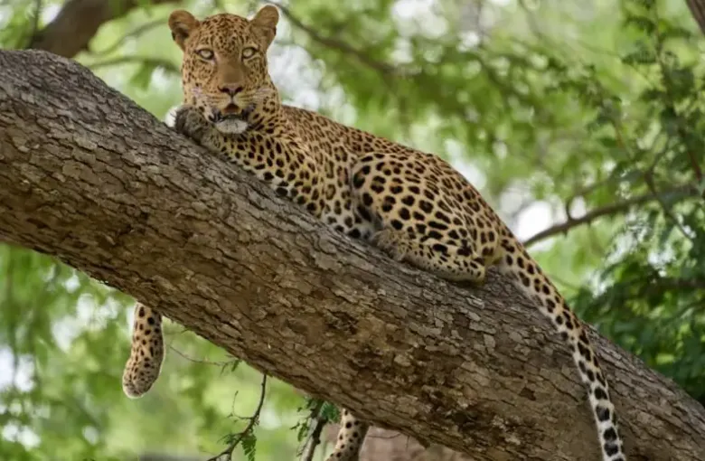 A leopard rests along a tree branch in green riverine woodland.