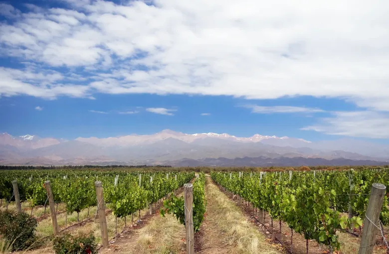 Rows of vines running toward the Andes under a clear sky in the Mendoza wine country.