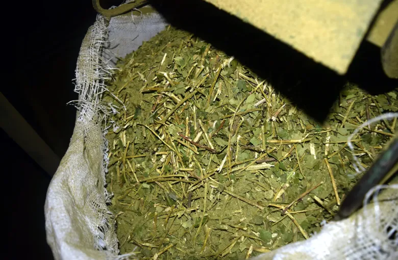 Dried and coarsely milled yerba mate, known as canchada, at a processing yard in Misiones Province.