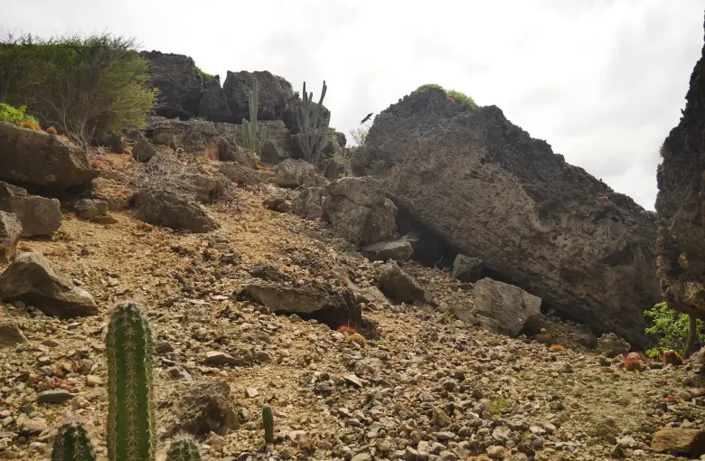 Dark volcanic boulders and columnar cactus on an arid hillside inside Parke Nacional Arikok, Aruba.