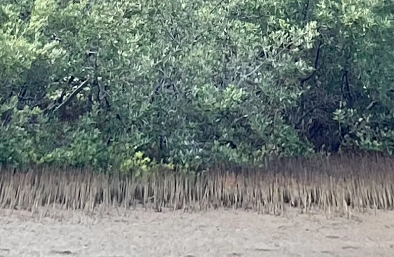 Mangrove at Spaans Lagoen, Aruba, its breathing roots standing in a dense row along the waterline.