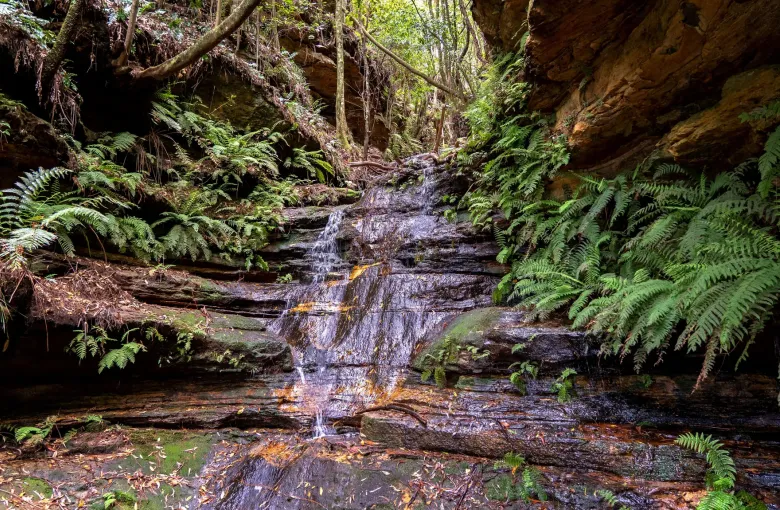 A small waterfall running over sandstone into a fern gully beside a Blue Mountains walking track.