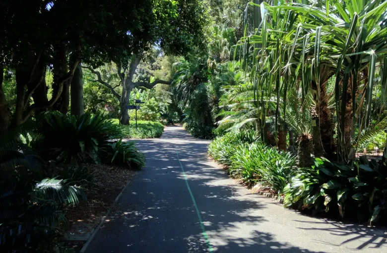 A wide sealed path running level through palms and planted beds in a botanic garden.