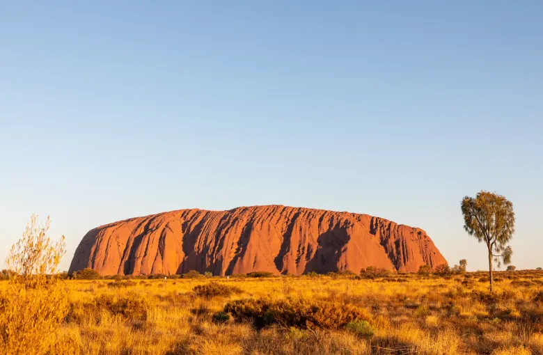 Uluru seen whole from a distance in low golden light, with spinifex grass and a desert oak in front.