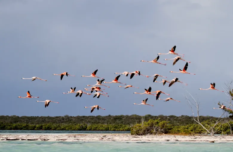 A flock of American flamingos in flight over mangroves and shallow water at Long Cay, Crooked Island.