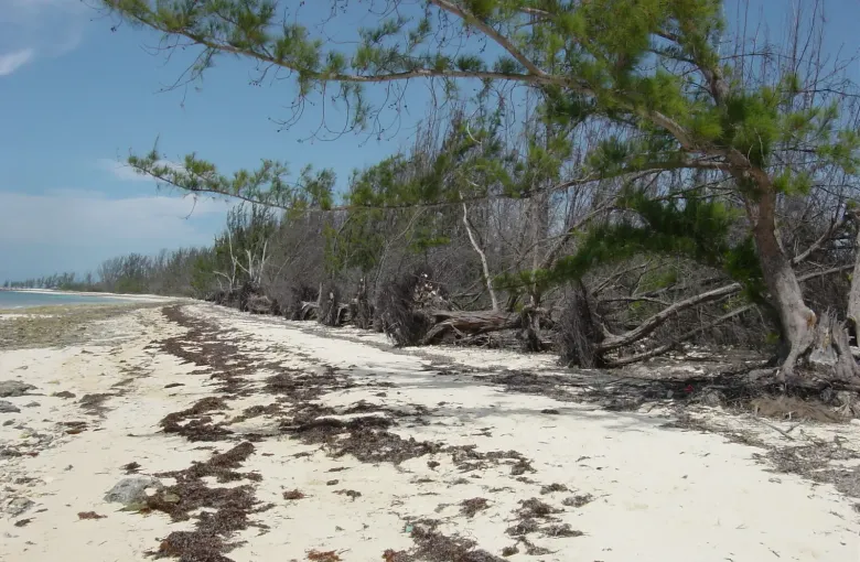 Casuarina trees toppled and stripped along a Bahamian beach, with driftwood and storm wrack across the sand.