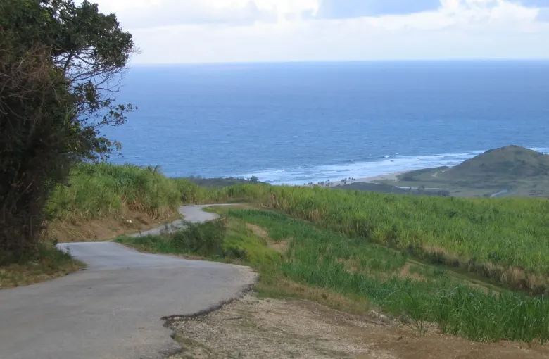 Sugar cane fields falling away to the Atlantic coast, seen east from Cherry Tree Hill in Saint Andrew.