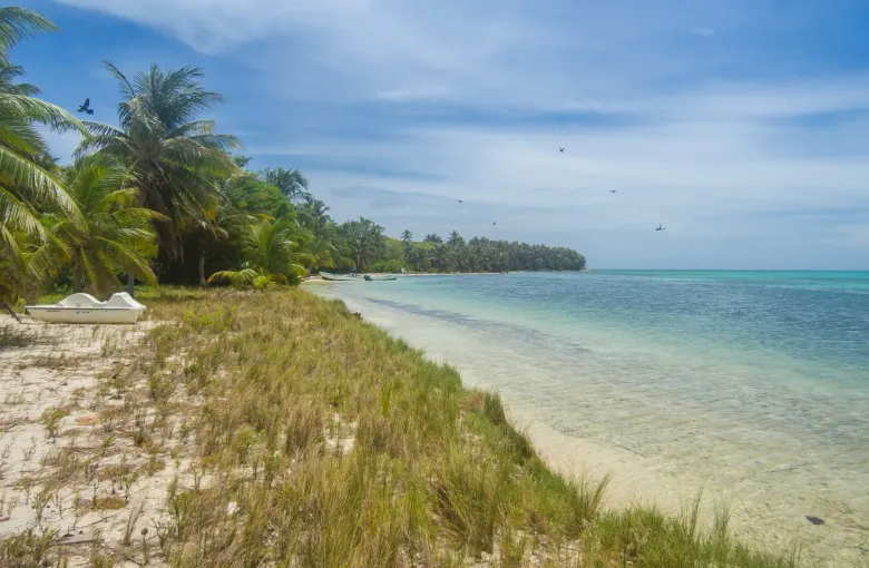 Coconut palms above rough grass and pale sand on Half Moon Caye, Belize, with clear water beyond.