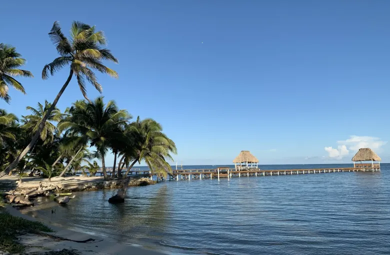 Coconut palms leaning over pale sand and clear shallow water on north Ambergris Caye.