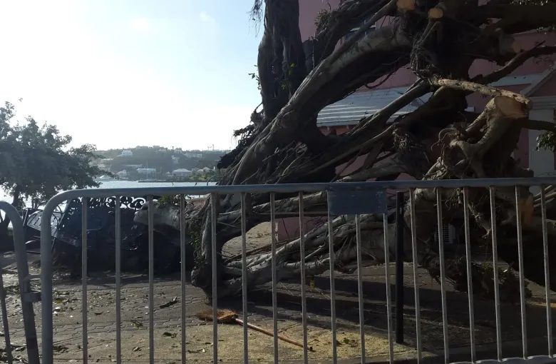 An uprooted tree across a Hamilton waterfront path after a hurricane, barriers and a crushed bench.