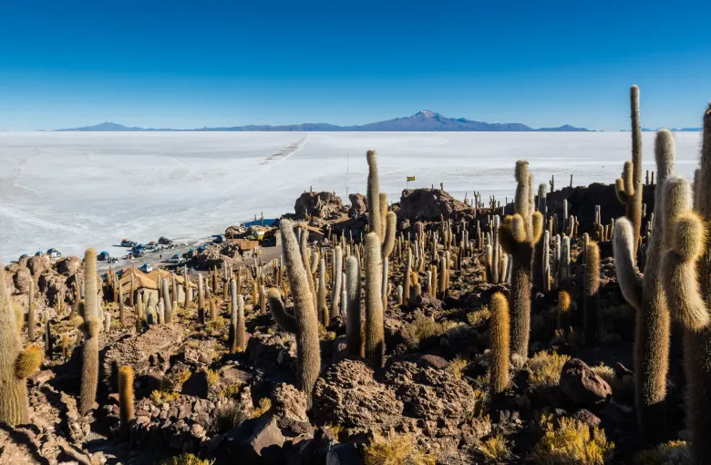 Giant cacti cover the rocky island of Isla Incahuasi above the white expanse of the dry Salar de Uyuni.