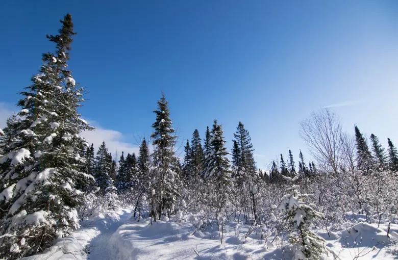 Spruce trees weighed down with fresh snow beside a packed trail, under a clear winter sky.