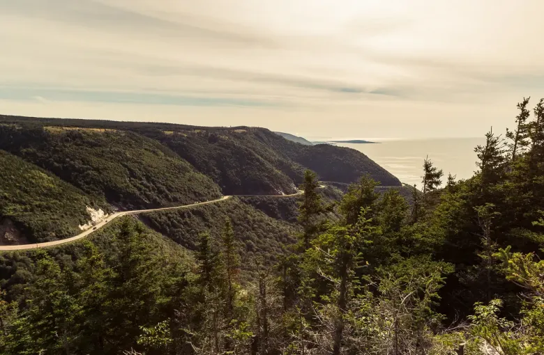 A two lane road cut into forested headlands that fall to the open Atlantic, with spruce in the foreground.