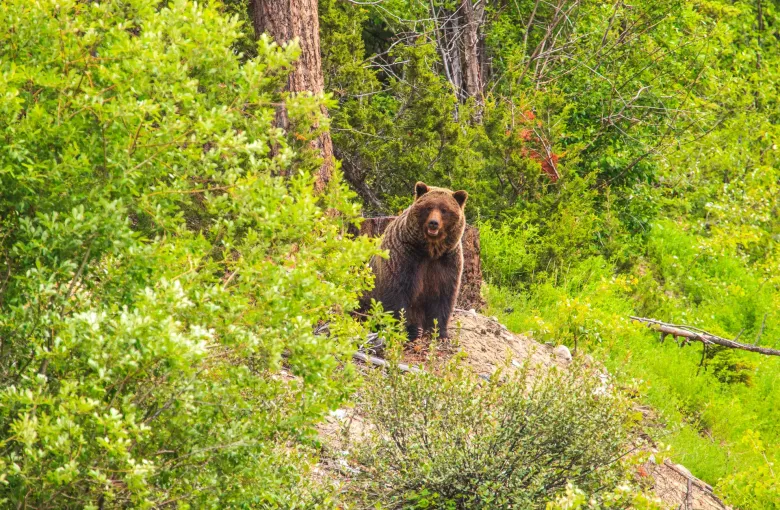 A grizzly bear stands on a bank of open ground at the edge of dense green forest, facing the camera at a distance.