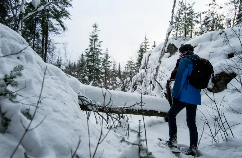 A walker in a shell jacket, scarf, toque and daypack stands on snowshoes on a snow packed forest trail, seen from behind.