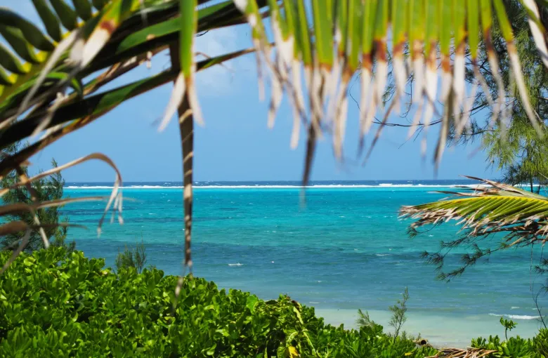 Palm fronds framing clear turquoise water inside the reef on Grand Cayman, with surf breaking on the reef line beyond.
