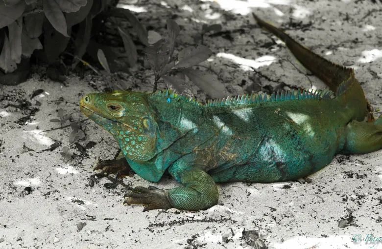 A Grand Cayman blue iguana, heavy bodied and ridged along the spine, resting on pale limestone in dappled shade.