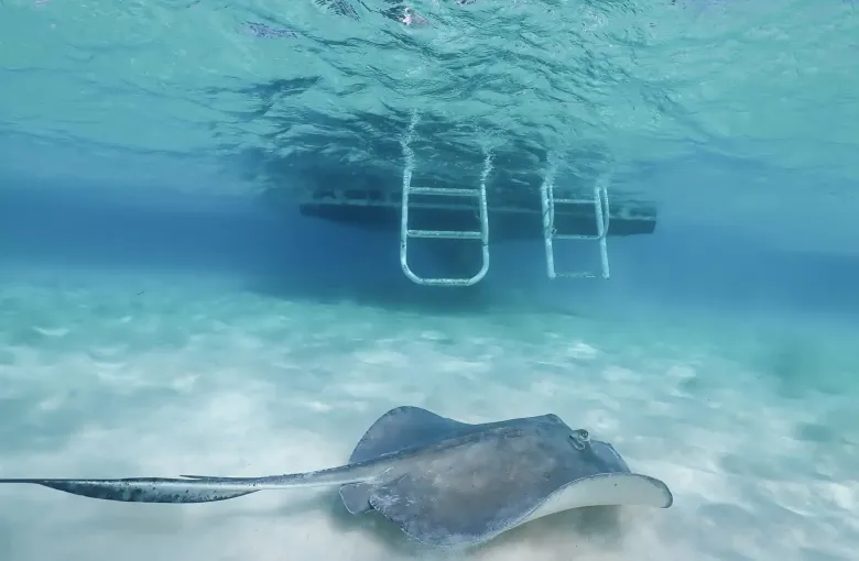 A southern stingray gliding over pale sand at the Stingray City sandbar, a boat ladder at the surface above.