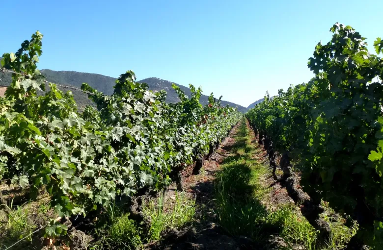 Rows of old head trained vines running toward low hills under a clear sky in the Colchagua Valley.