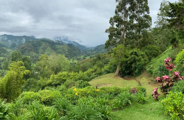 A green Andean valley in the Cocora, with forested ridges rising behind and flowering plants in the foreground.