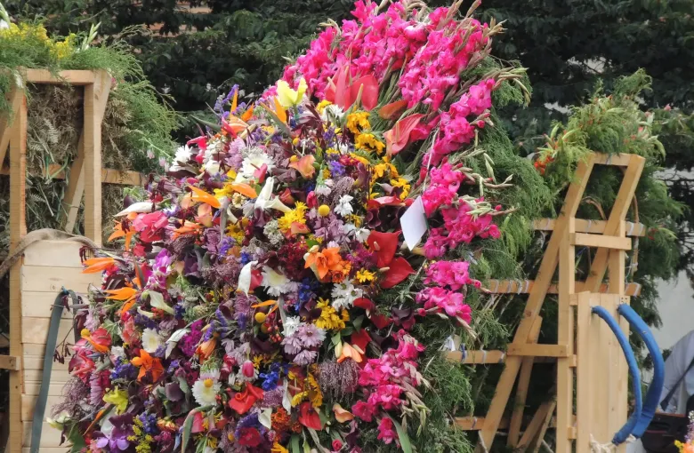 A silleta packed with pink, red and yellow flowers mounted on its wooden carrying frame during the Desfile de Silleteros.