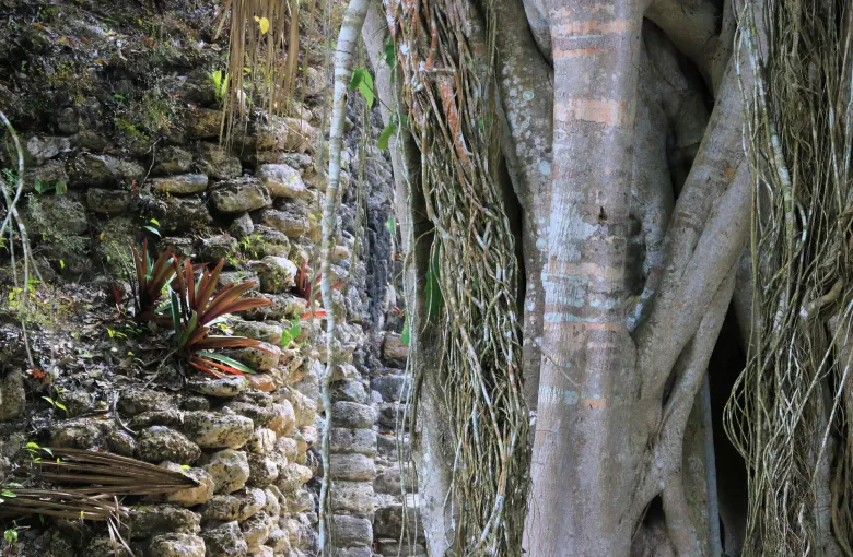 The pale roots of a large fig tree spreading down across fitted stonework and loose blocks at Chacchoben.