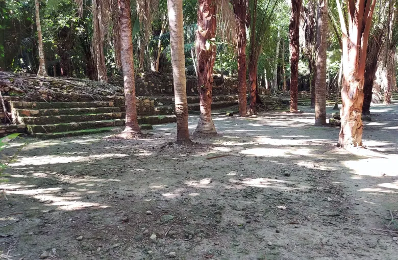 Open forest floor of earth and leaf litter between tall trees at Chacchoben, with a low line of stone blocks.