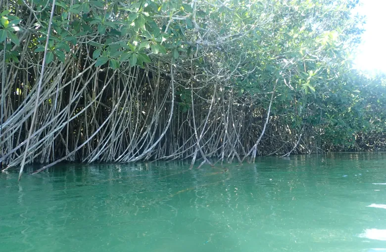 Mangrove roots and branches arching over still green water inside the Sian Kaan Biosphere Reserve.