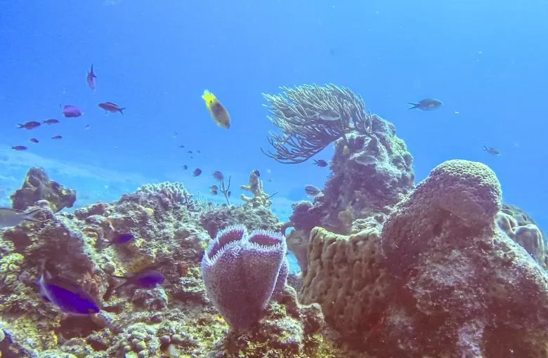 Pink and ochre corals and a tall sponge on the reef seabed, with small fish holding station in clear blue water.