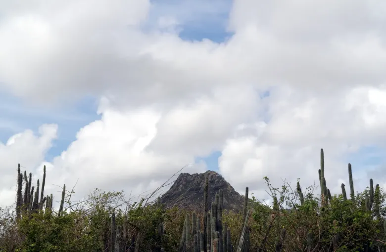 Columnar cacti across the dry interior of Curaçao below the peak of Christoffelberg.