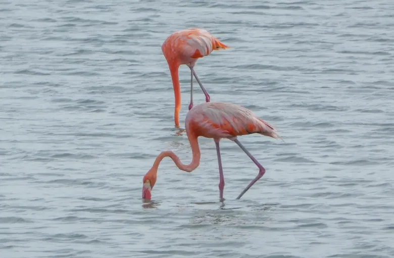 Two American flamingos feeding in the shallow water of the Jan Kok salt pans on the south west coast of Curaçao.