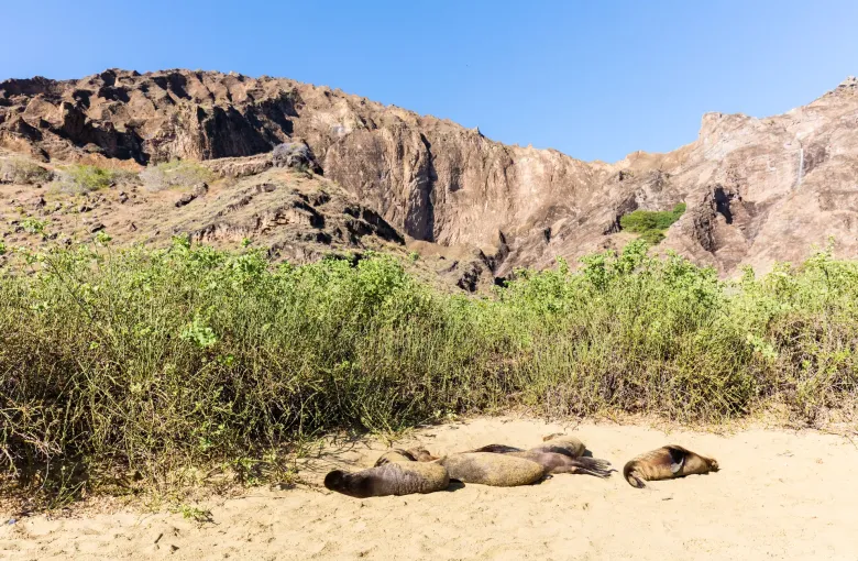 Galapagos sea lions asleep on pale sand below volcanic cliffs at Punta Pitt on San Cristobal island.