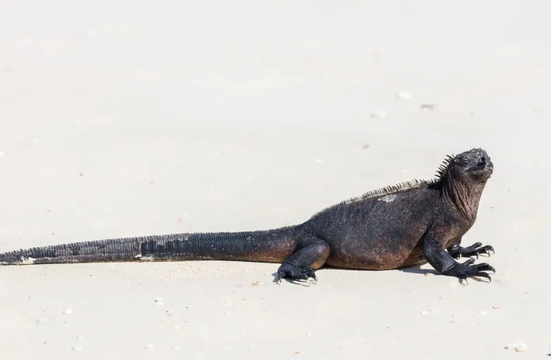 A marine iguana resting on white sand at Las Bachas on Santa Cruz island in the Galapagos.