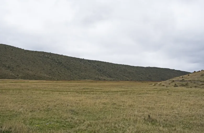 Open paramo grassland stretching to a low scrub-covered ridge in Cotopaxi National Park under a pale overcast sky.