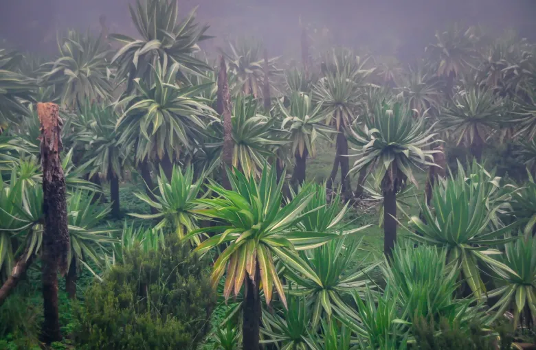 A stand of giant lobelias with tall rosettes of narrow leaves on the misty upper slopes of the Simien Mountains, Ethiopia.