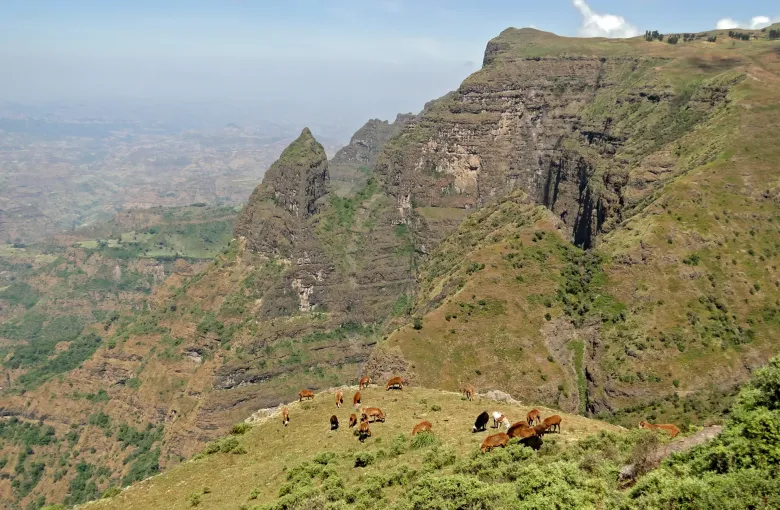 Cattle grazing on a steep grassy slope above the Simien escarpment in Ethiopia, with cliffs and pinnacles dropping away to lowland behind.