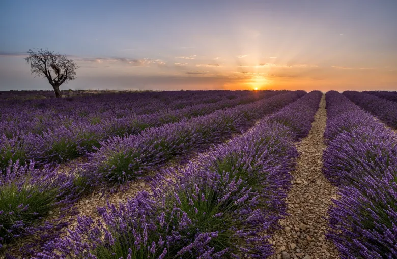 Rows of lavender in full flower running to a low sun on the Valensole plateau in Provence, southeast France.