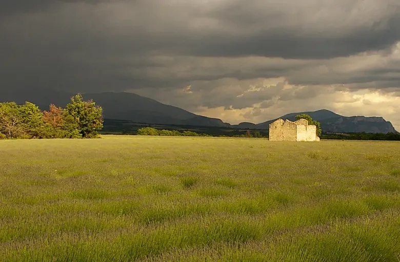 A heavy storm sky over a green lavender field and a small stone farm building on a plateau in Provence, France.