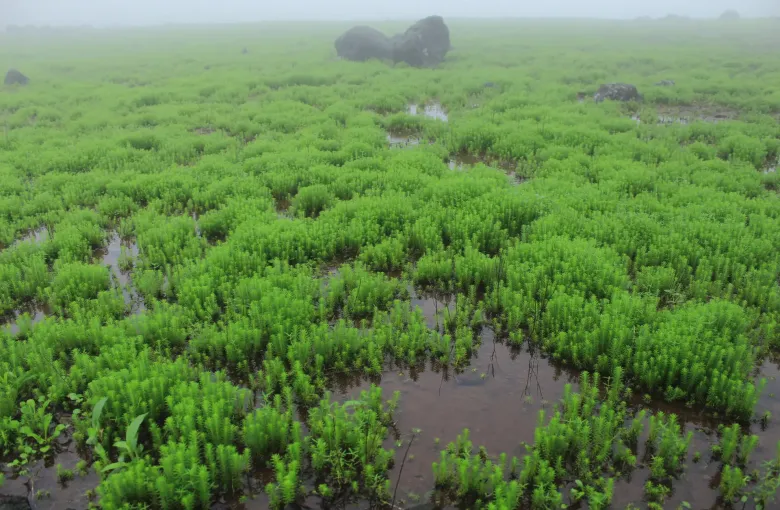 Bright green monsoon growth standing in shallow water on a plateau in Maharashtra under low mist.