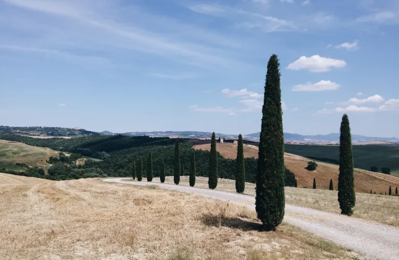 Dry summer hills and a single cypress above a gravel track in the Val d'Orcia, Tuscany.
