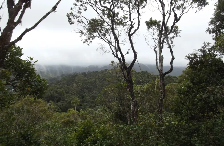 Cloud lying along a forested ridge at Ranomafana National Park, framed by trees at the edge of a viewpoint.