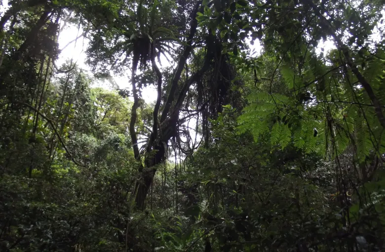 Dense multi-layered rainforest inside Ranomafana National Park in eastern Madagascar, one of the six components of the Rainforests of the Atsinanana.
