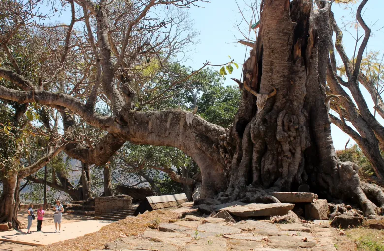 Visitors standing on the flat sandy approach beneath the enormous sacred tree at Ambohimanga, with interpretive signs at its base.