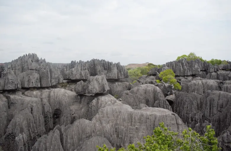 The limestone pinnacle field of Tsingy de Bemaraha National Park in western Madagascar, part of the Andrefana Dry Forests World Heritage property.