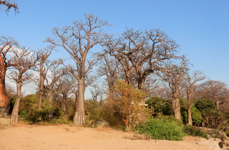 Baobab trees standing on dry sandy ground among low scrub on Likoma Island, Malawi.