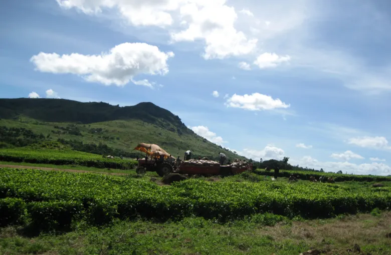 Rows of clipped tea bushes on an estate near Mulanje, Malawi, running up to a dark wooded hill under a cloudy sky.